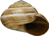 Cernuella virgata10,7 × 14,2 mm
